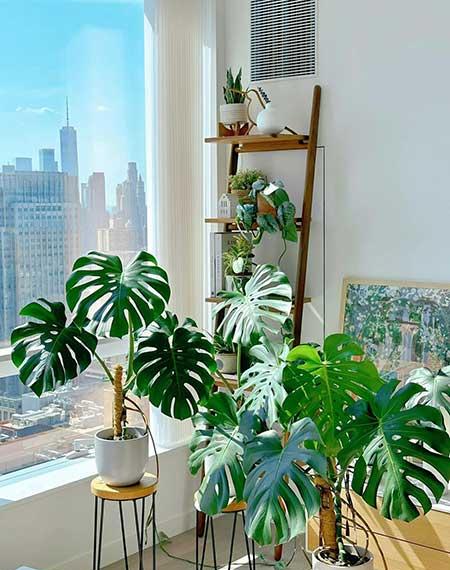 好养活的大叶客厅绿植