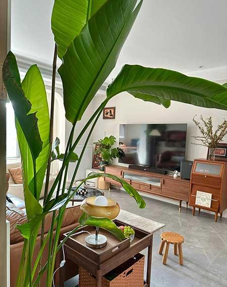 好养活的大叶客厅绿植