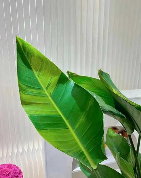 好养活的大叶客厅绿植