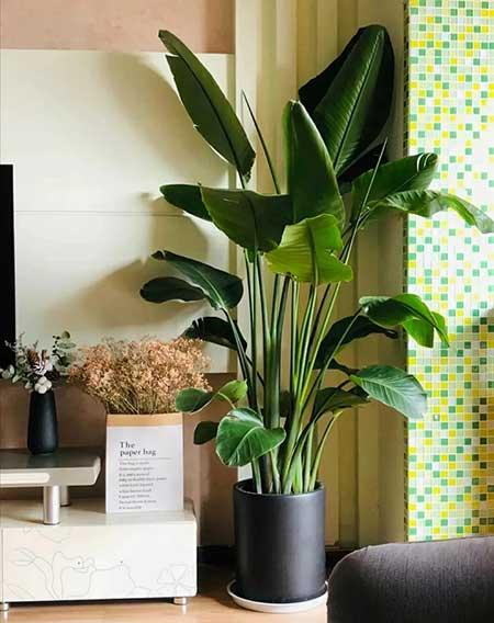 好养活的大叶客厅绿植