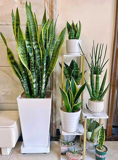 好养活的大叶客厅绿植