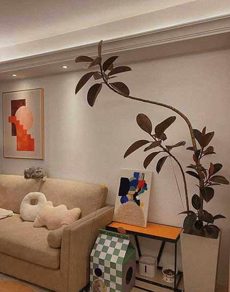 好养活的大叶客厅绿植