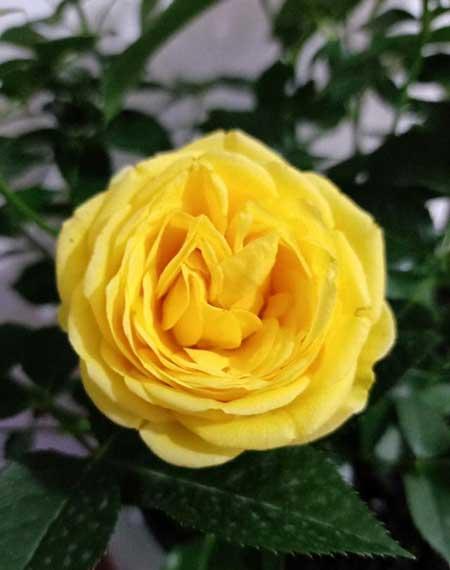 爱必达玫瑰盆栽怎么养