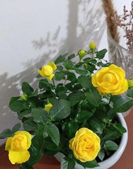 爱必达玫瑰盆栽怎么养