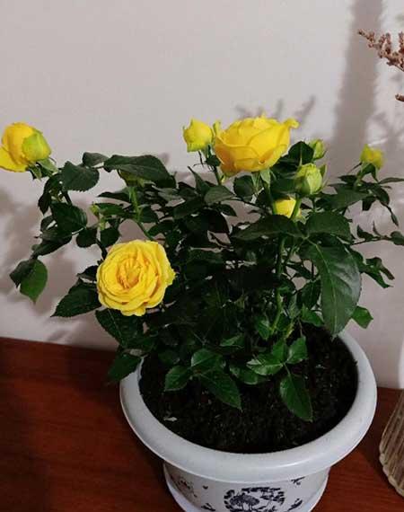 爱必达玫瑰盆栽怎么养