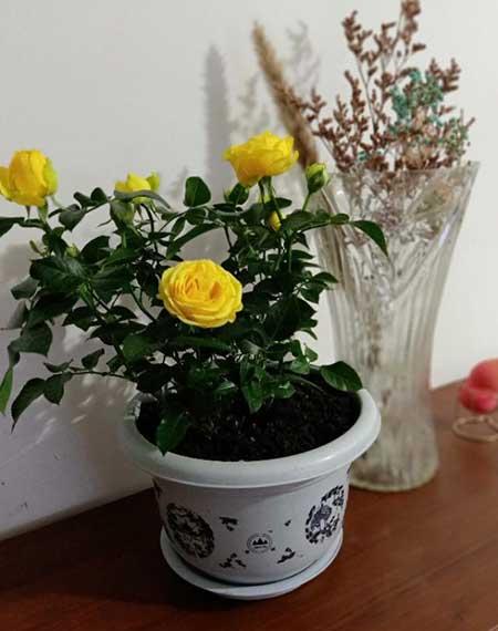 爱必达玫瑰盆栽怎么养