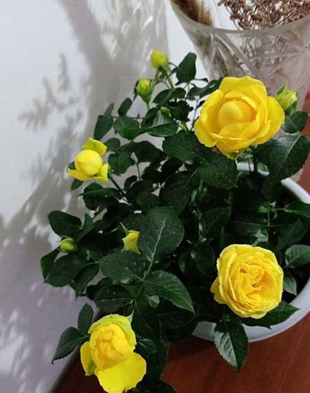 爱必达玫瑰盆栽怎么养