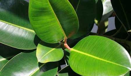 阳台适合养的花