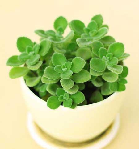 阳台适合养的花