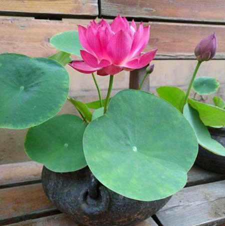 阳台适合养的花