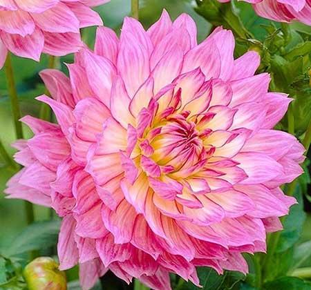 阳台适合养的花