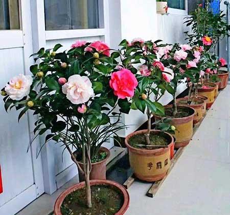 阳台适合养的花