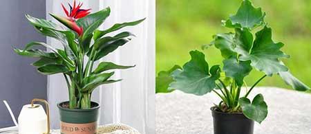 阳台适合养的花