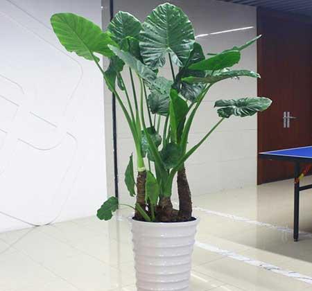 阳台适合养的花