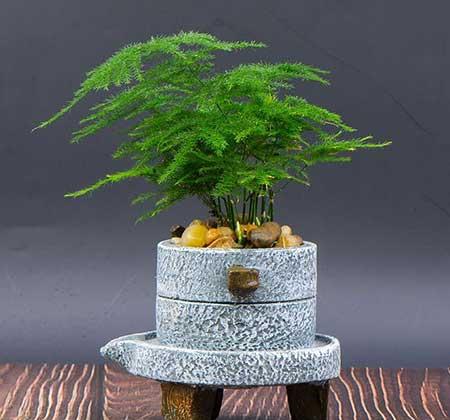 阳台适合养的花