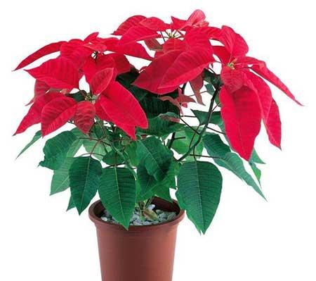 阳台适合养的花