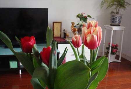 阳台适合养的花