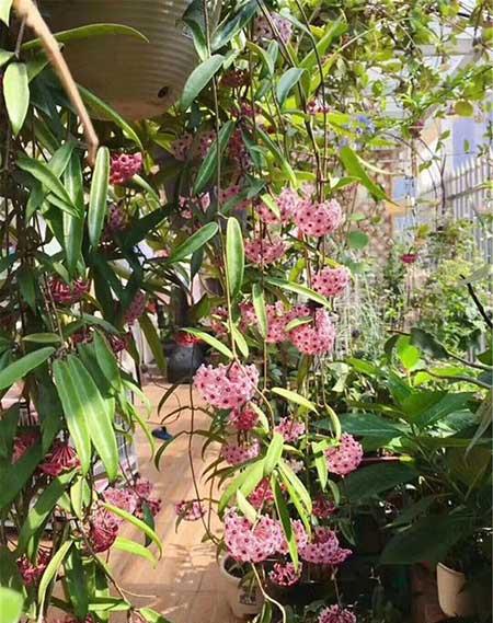 阳台适合养的花