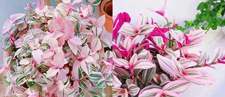 阳台适合养的花