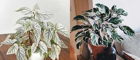 阳台适合养的花