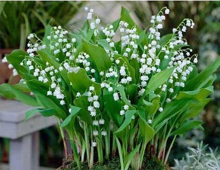阳台适合养的花