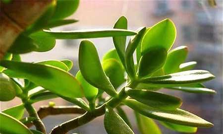 阳台适合养的花