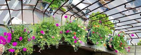 阳台适合养的花