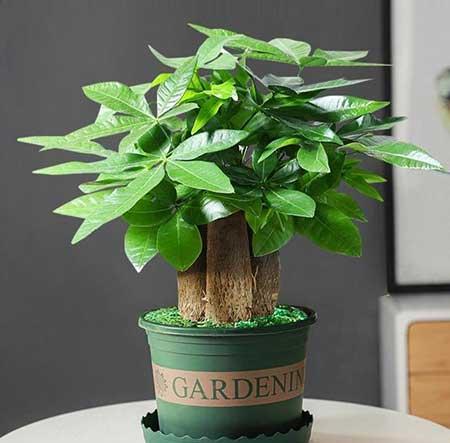 阳台适合养的花