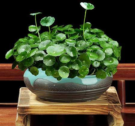 阳台适合养的花