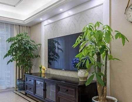 客厅养什么大型绿植好
