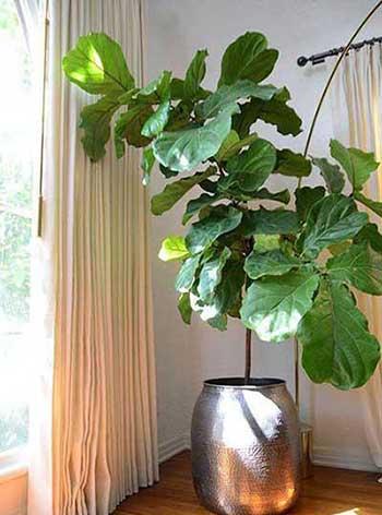 客厅养什么大型绿植好