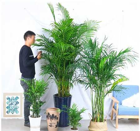 客厅养什么大型绿植好