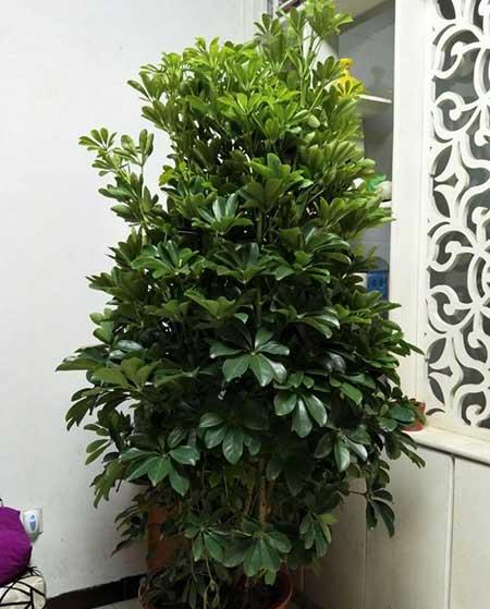 客厅养什么大型绿植好