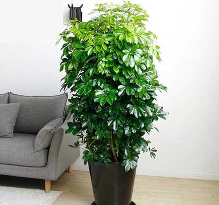 客厅养什么大型绿植好