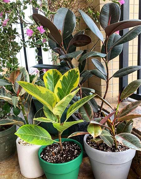 客厅养什么大型绿植好