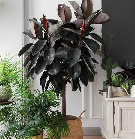 客厅养什么大型绿植好