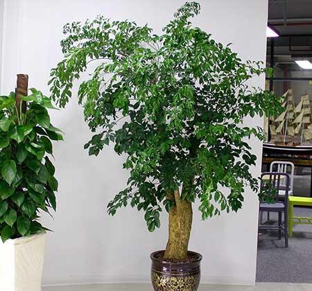 客厅养什么大型绿植好