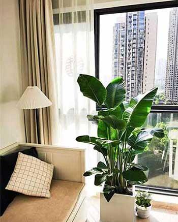 客厅养什么大型绿植好