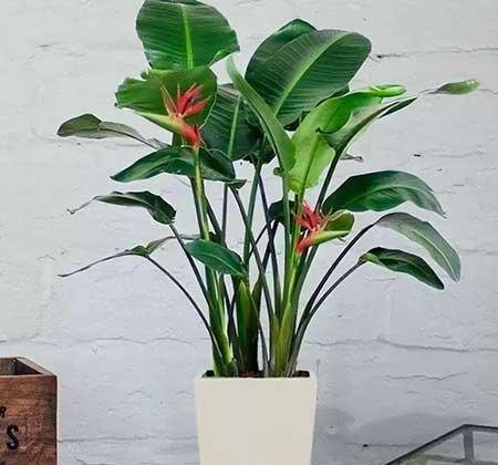 客厅养什么大型绿植好