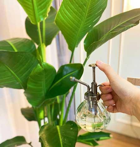 客厅养什么大型绿植好