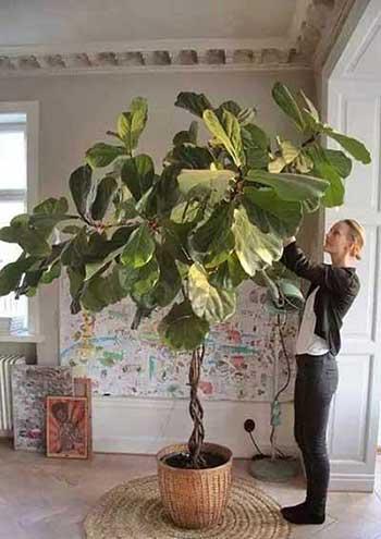 客厅养什么大型绿植好