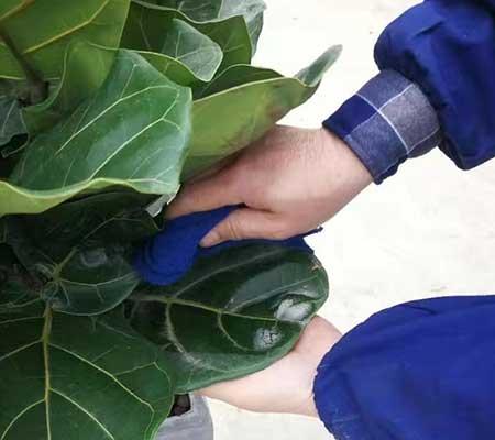 客厅养什么大型绿植好