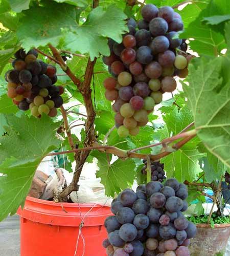 巨峰葡萄盆栽怎么养