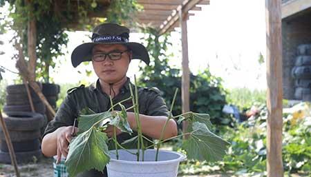 巨峰葡萄盆栽怎么养