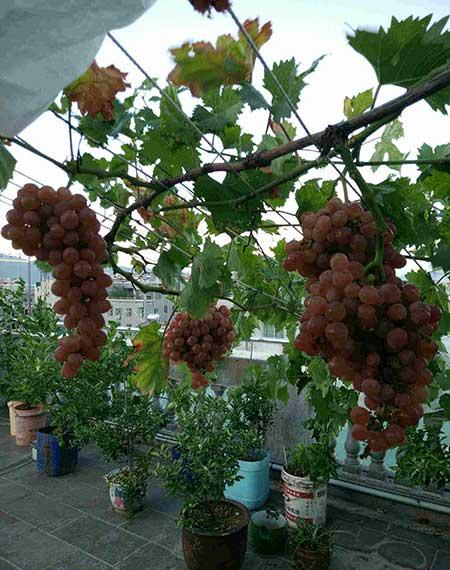 巨峰葡萄盆栽怎么养