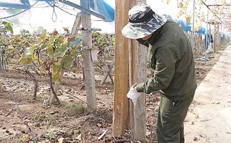 巨峰葡萄盆栽怎么养