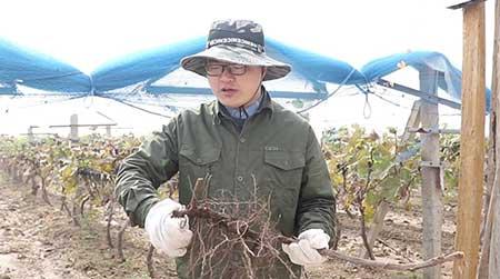 巨峰葡萄盆栽怎么养