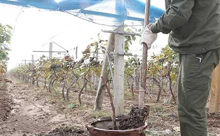 巨峰葡萄盆栽怎么养