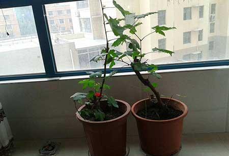 巨峰葡萄盆栽怎么养