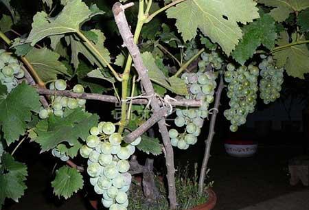 巨峰葡萄盆栽怎么养